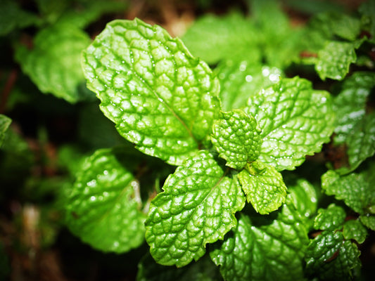 Science-Backed Benefits of Peppermint Extract.